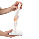 Elbow Joint Anatomy Model - Image 4