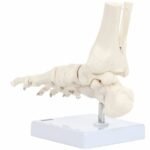 Foot Skeleton With Ankle - Image 4