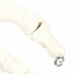 Foot Skeleton With Ankle - Image 7