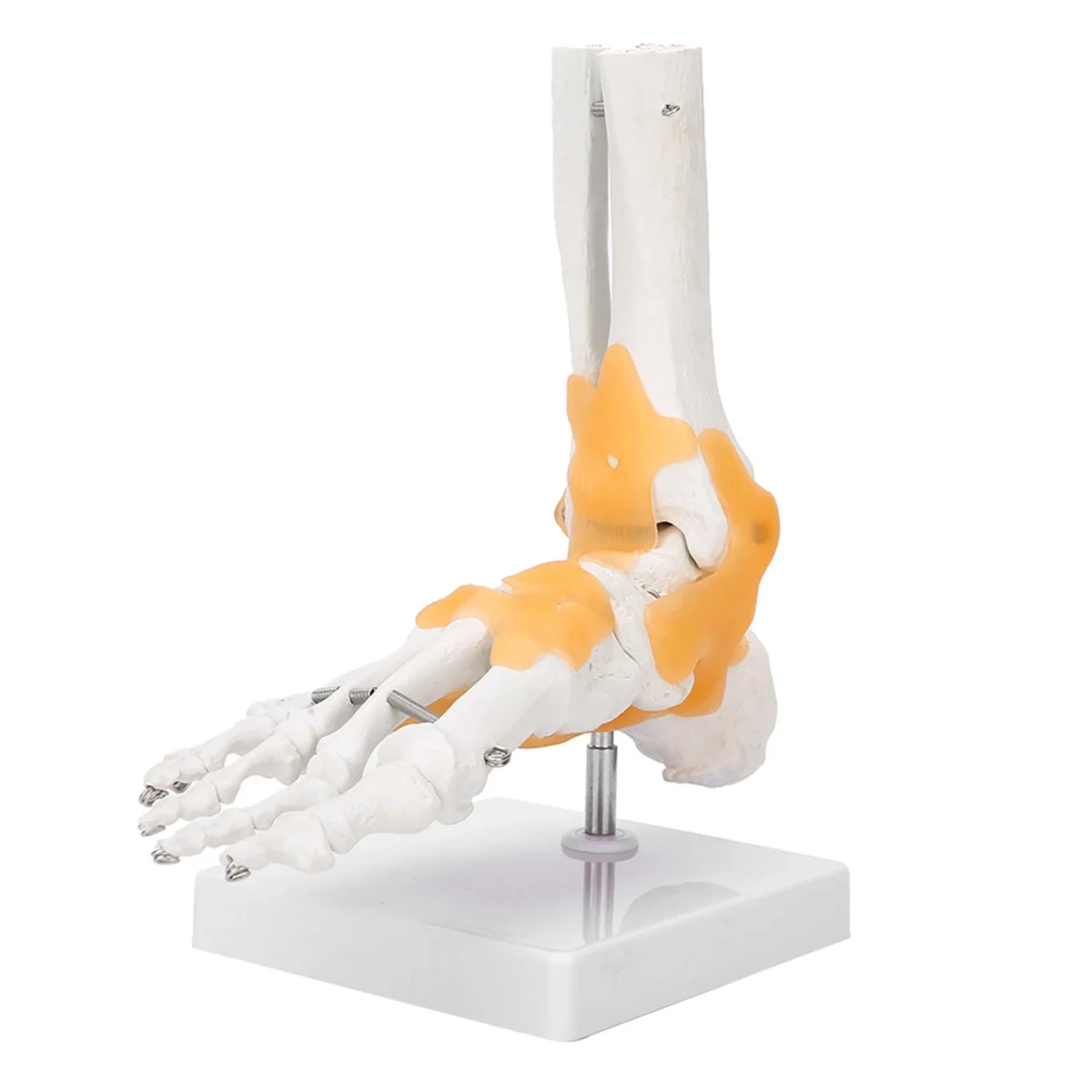 ankle model lig-1 Ankle Joint Anatomy Model - Image 1