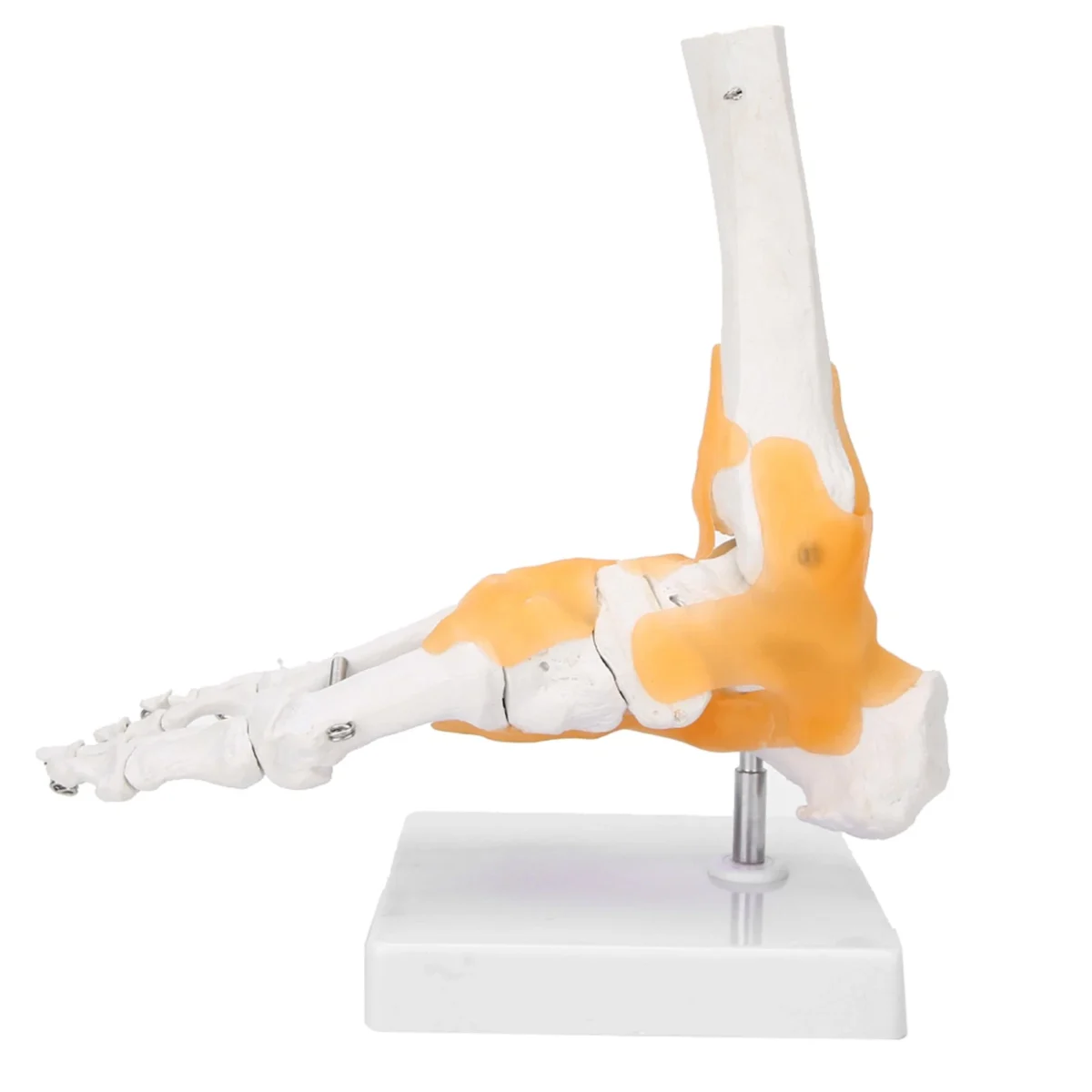 Ankle Joint Anatomy Model - Image 2