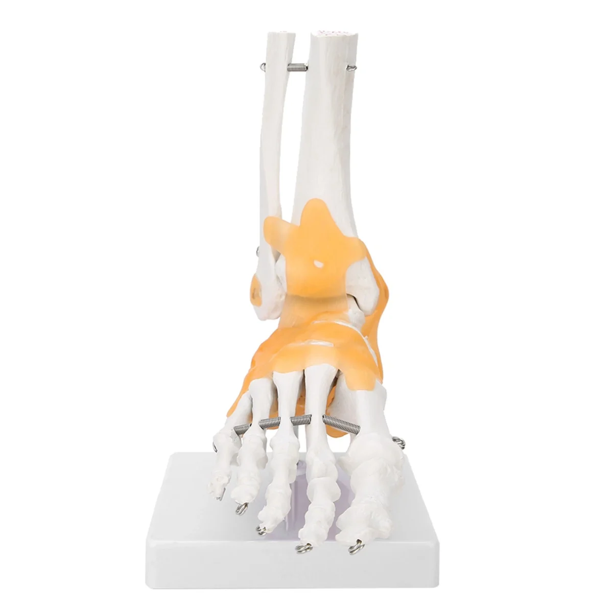 Ankle Joint Anatomy Model - Image 4