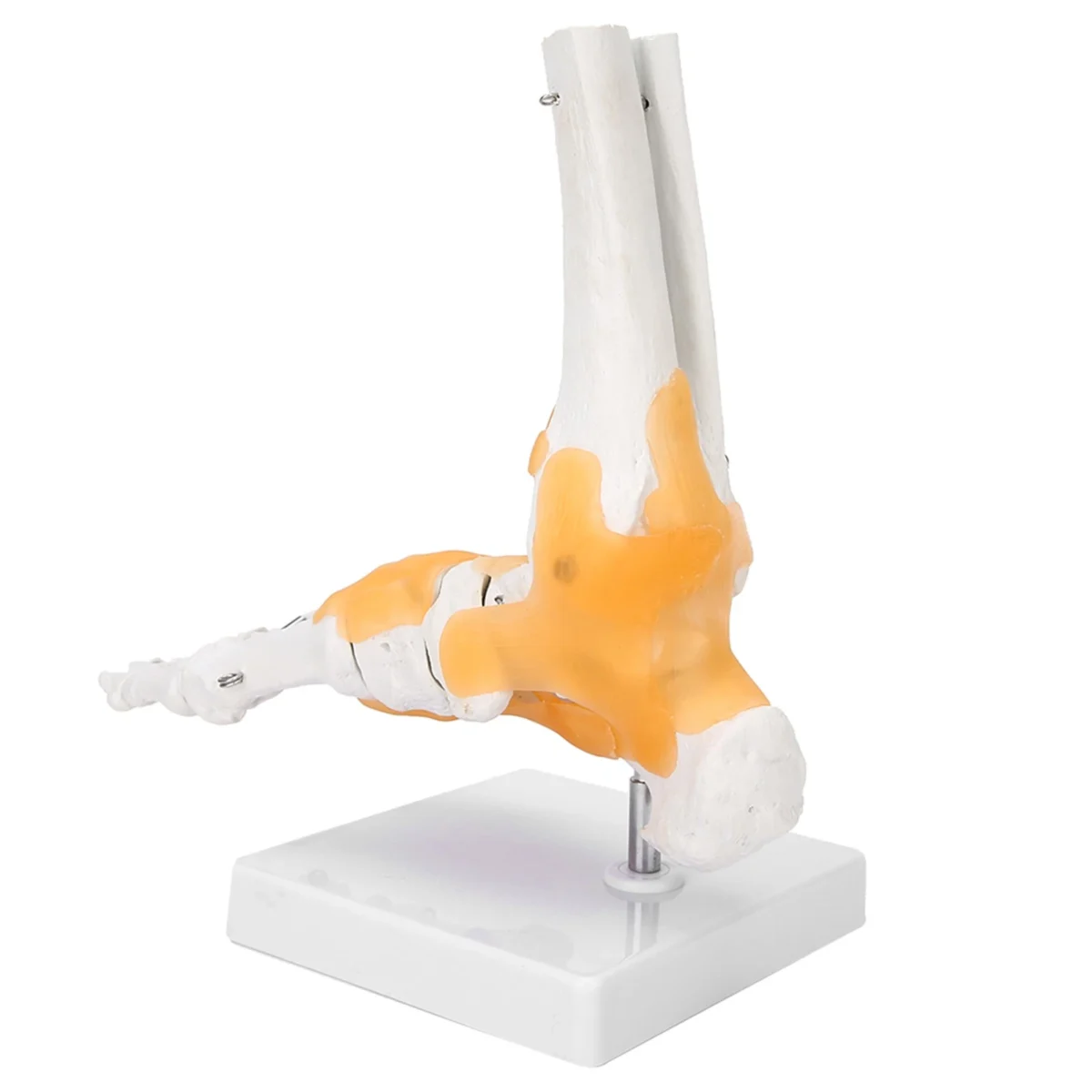 Ankle Joint Anatomy Model - Image 3