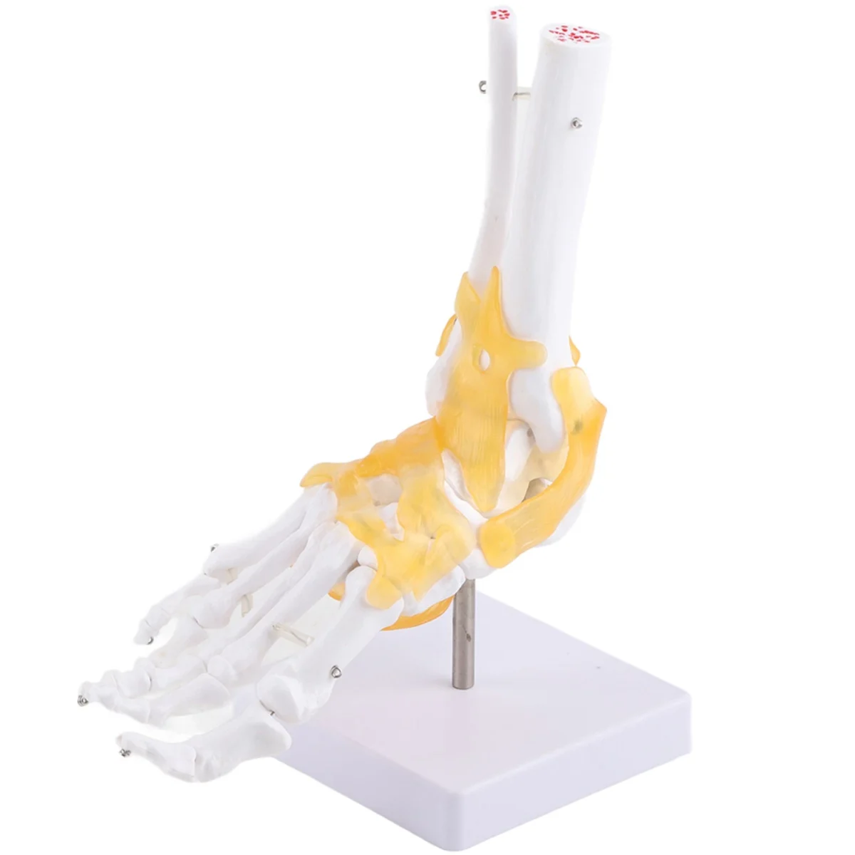 Ankle Joint Anatomy Model - Image 5