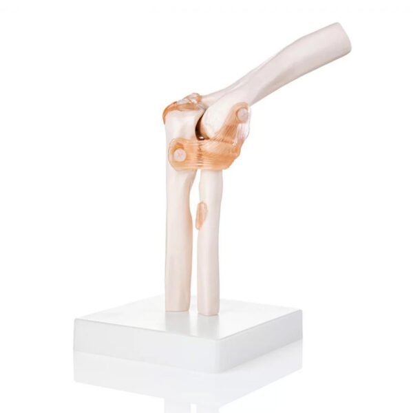 Elbow Joint Anatomy Model