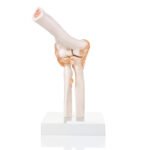 Elbow Joint Anatomy Model - Image 2