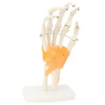 Hand Wrist Joint Anatomy Model