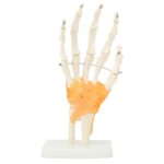 Hand Wrist Joint Anatomy Model - Image 2