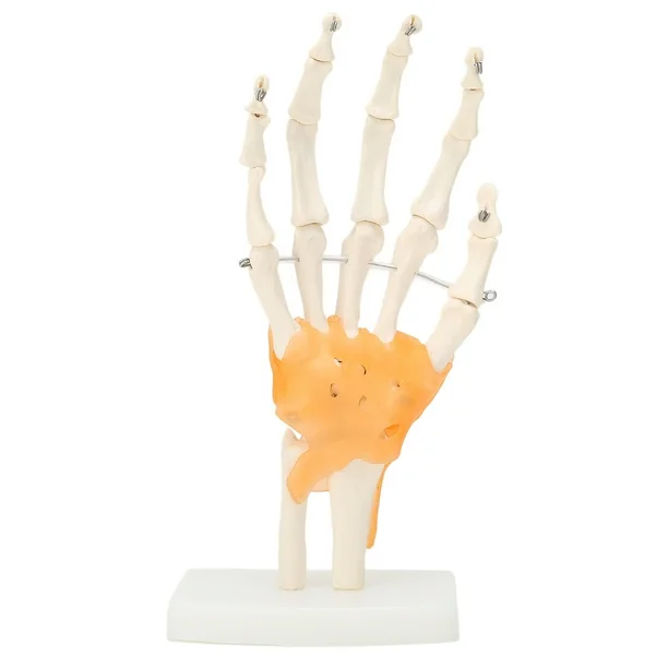 hand model 2 Hand Wrist Joint Anatomy Model - Image 2
