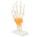 Hand Wrist Joint Anatomy Model - Image 3