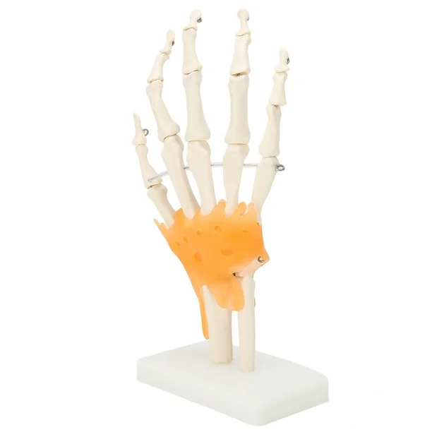 hand model 3 Hand Wrist Joint Anatomy Model - Image 3
