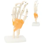 Hand Wrist Joint Anatomy Model - Image 4