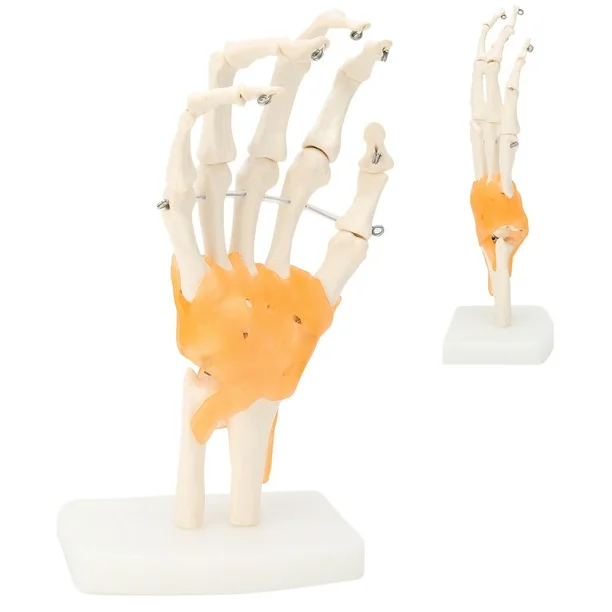 hand model 4 Hand Wrist Joint Anatomy Model - Image 4