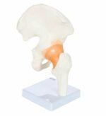 Hip Joint Anatomy Model - Image 3