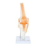 Knee Joint Anatomy Model