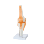 Knee Joint Anatomy Model - Image 2
