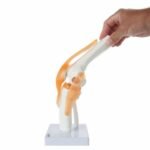 Knee Joint Anatomy Model - Image 6
