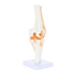 Knee Joint Anatomy Model - Image 4