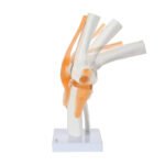 Knee Joint Anatomy Model - Image 7