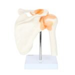 Shoulder Joint Anatomy Model - Image 6