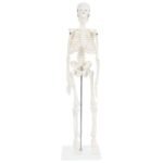 Desktop Skeleton Model 45cm