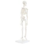Desktop Skeleton Model 45cm - Image 2