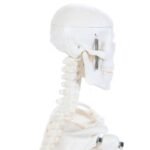 Desktop Skeleton Model 45cm - Image 4
