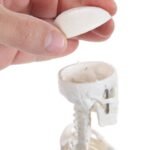 Desktop Skeleton Model 45cm - Image 5