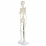 Mini Skeleton Model 85cm - Image 2