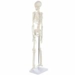 Mini Skeleton Model 85cm - Image 4