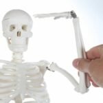 Mini Skeleton Model 85cm - Image 5