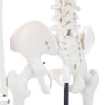 Mini Skeleton Model 85cm - Image 6