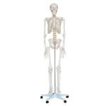 HUMAN SKELETON ANATOMICAL MODEL 180CM
