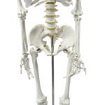 HUMAN SKELETON ANATOMICAL MODEL 180CM - Image 2