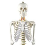HUMAN SKELETON ANATOMICAL MODEL 180CM - Image 3