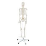 HUMAN SKELETON ANATOMICAL MODEL 180CM - Image 4