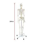 HUMAN SKELETON ANATOMICAL MODEL 180CM - Image 5