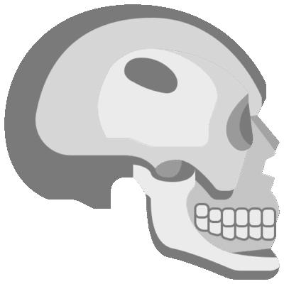 Anatomical Models