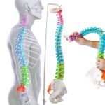 Anatomical Spine Model - الصورة 5