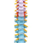 Anatomical Spine Model - الصورة 2