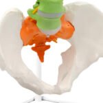 Anatomical Spine Model - الصورة 3